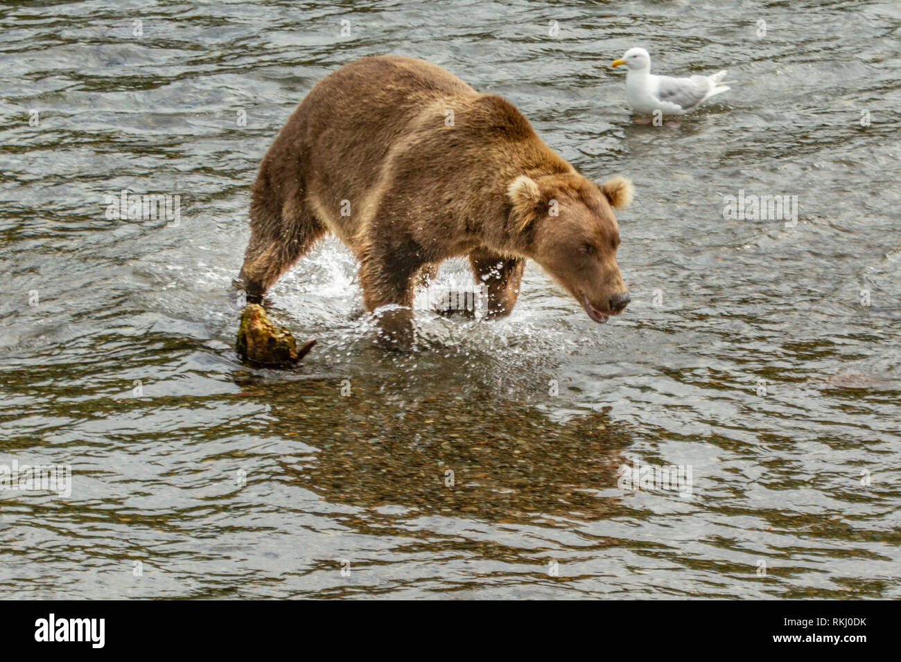 Grizzly brown bear running through river at Brooks Falls, Alaska, USA