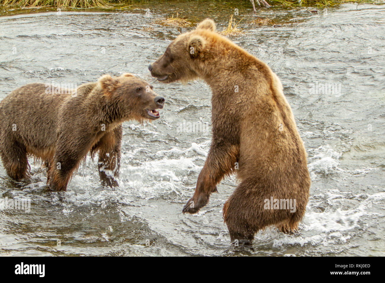 Two grizzly brown bears fighting in a river at Brooks Falls, Alaska, USA. One bear is standing while the other is on all four legs baring its teeth Stock Photo