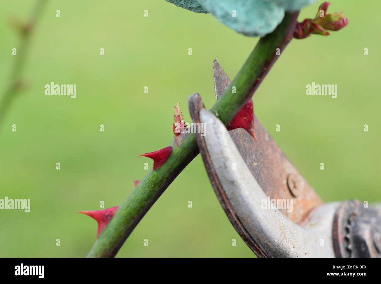 Rosa. Pruning English shrub rose roses in late winter to just above new bud January, UK Stock
