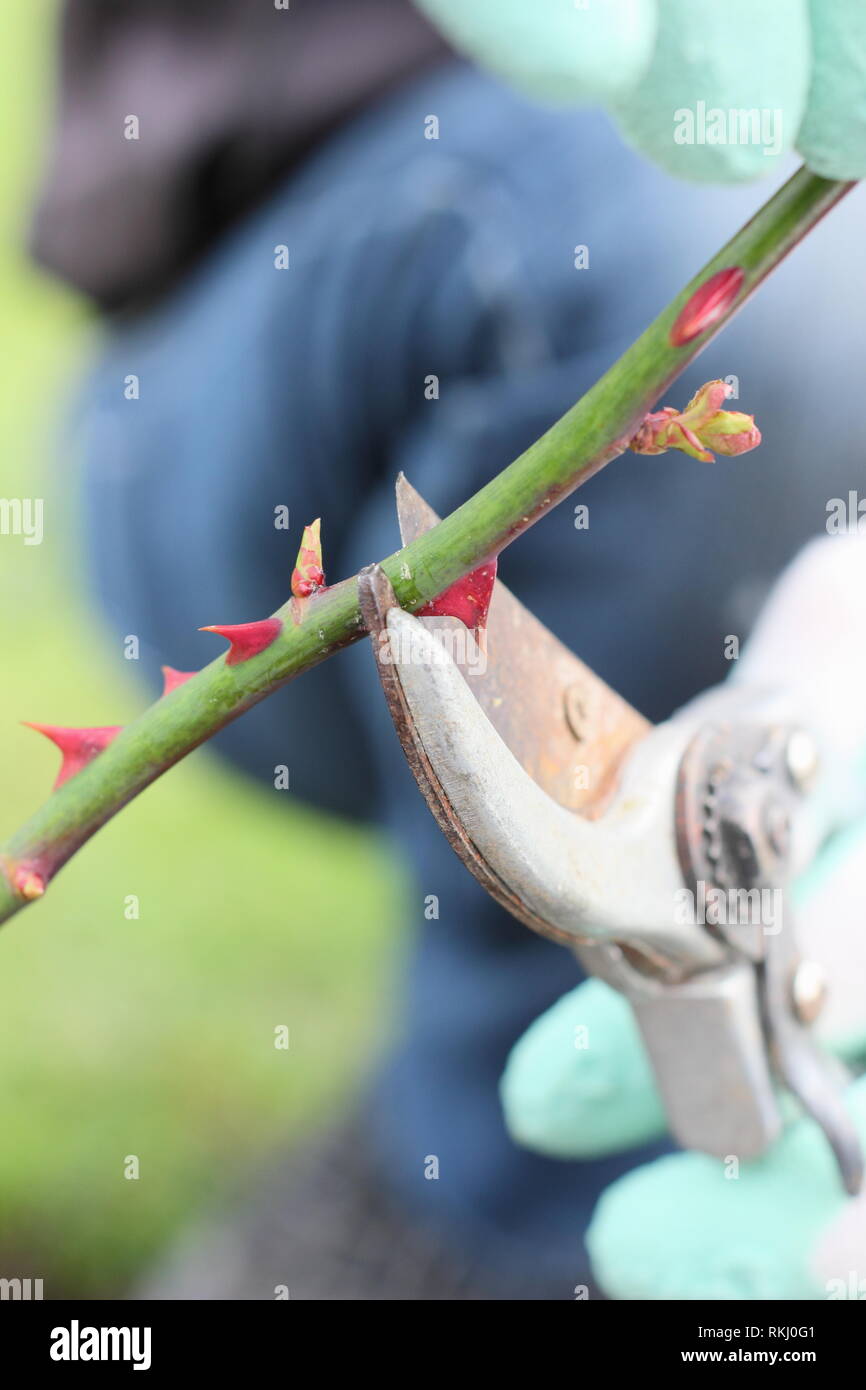 Pruning english shrub rose hires stock photography and images Alamy