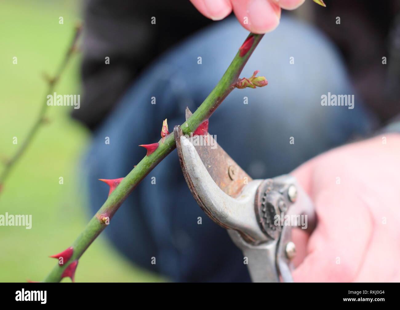 Rosa. Pruning English shrub rose roses in late winter to just above new bud - January, UK Stock Photo