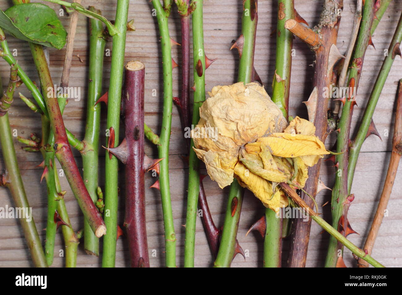 Rosa. Details of rose prunings clippings in winter, UK Stock Photo