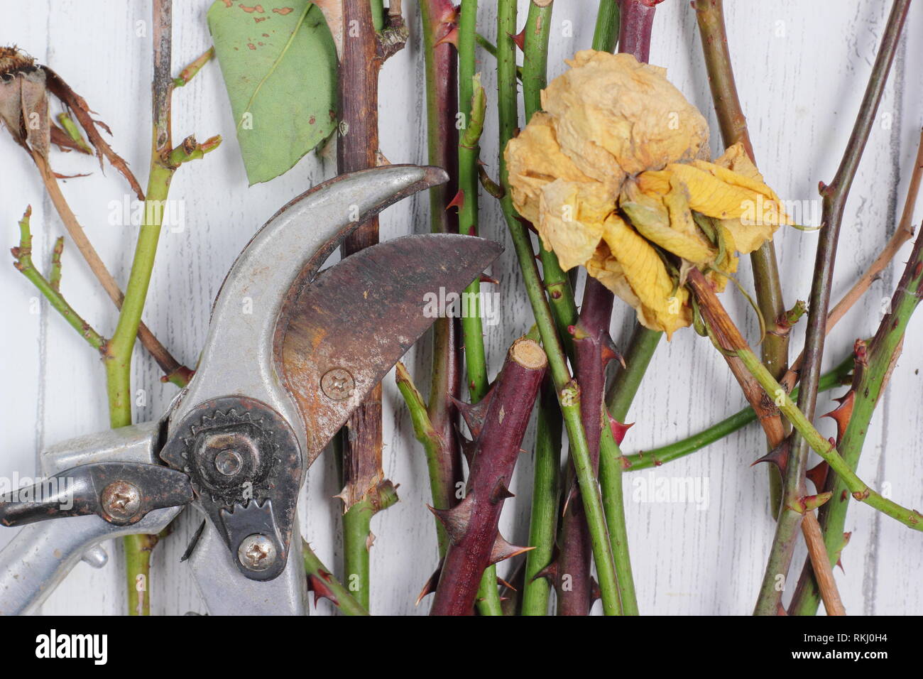 Discarded rose prunings clippings with secateurs - winter, UK Stock Photo