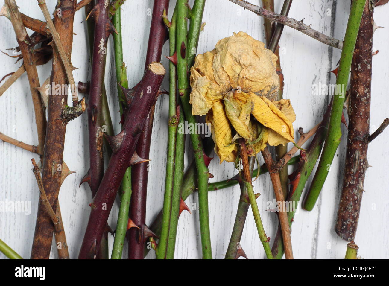 Rosa. Details of rose prunings clippings in winter, UK Stock Photo