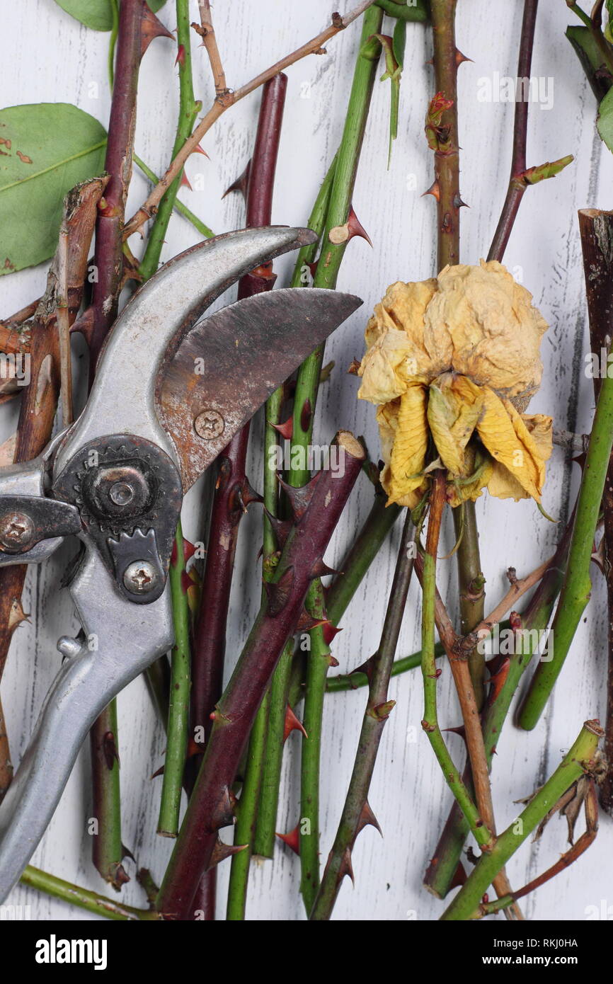 Discarded rose prunings clippings with secateurs - winter, UK Stock Photo