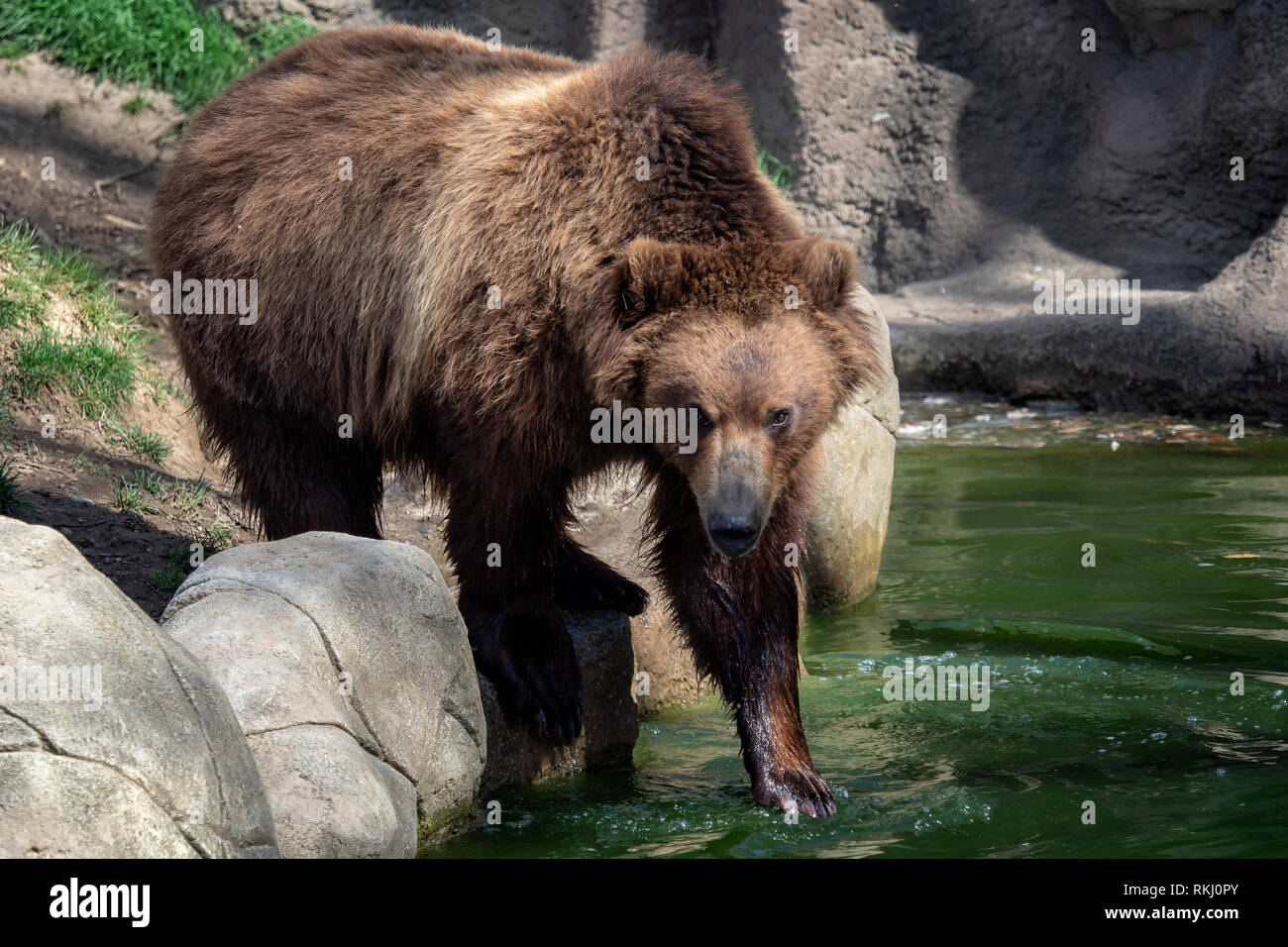 Kamchatka bear in water. (Ursus arctos beringianus Stock Photo - Alamy