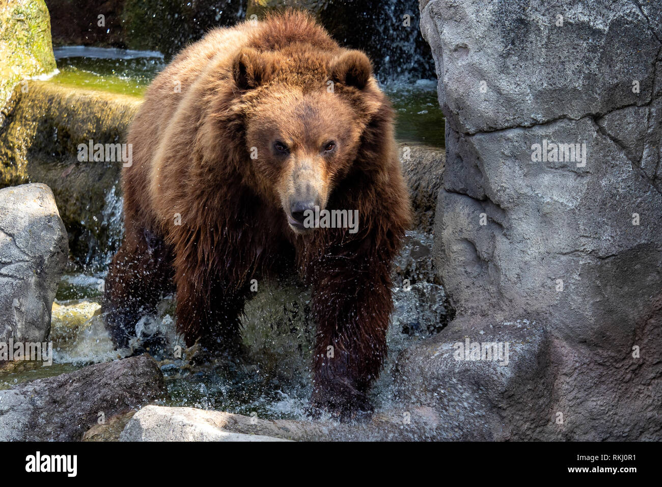 Portrait of brown bear (Ursus arctos beringianus). Kamchatka bear Stock ...