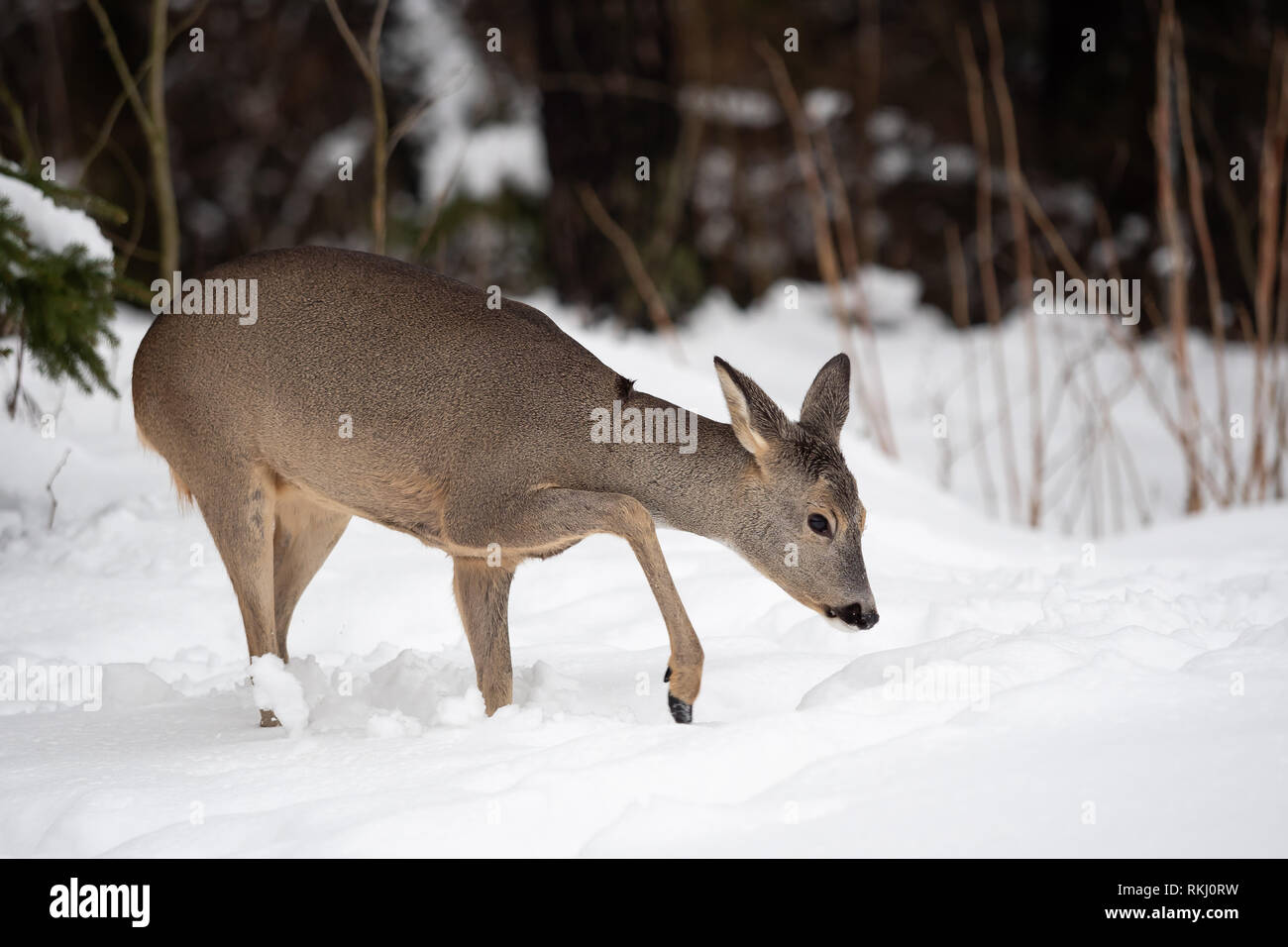 Wild roe deer in winter nature. Capreolus capreolus Stock Photo - Alamy