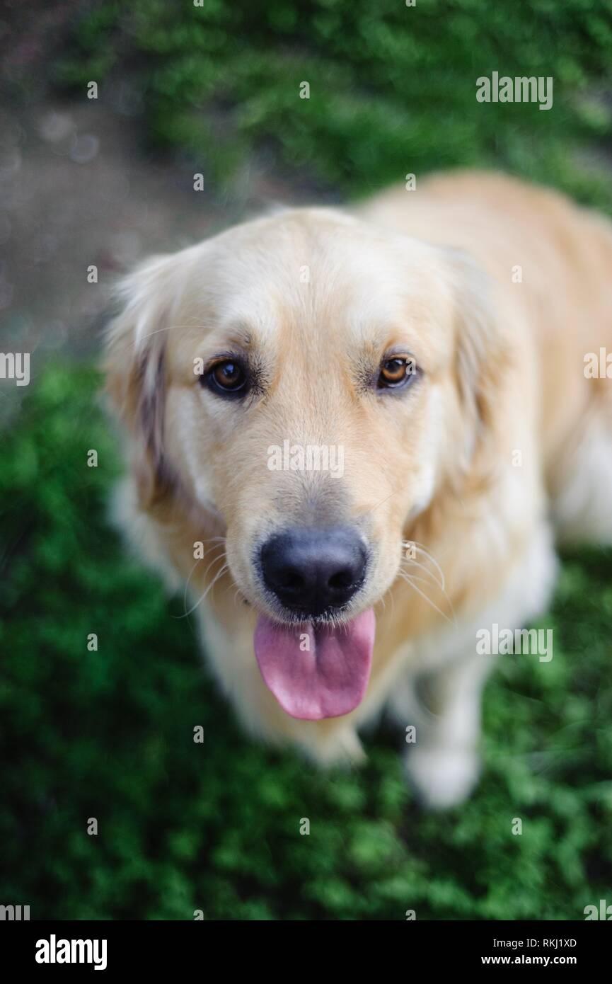 portrait of purebred Golden retriever dog in garden while looking upwards. Stock Photo