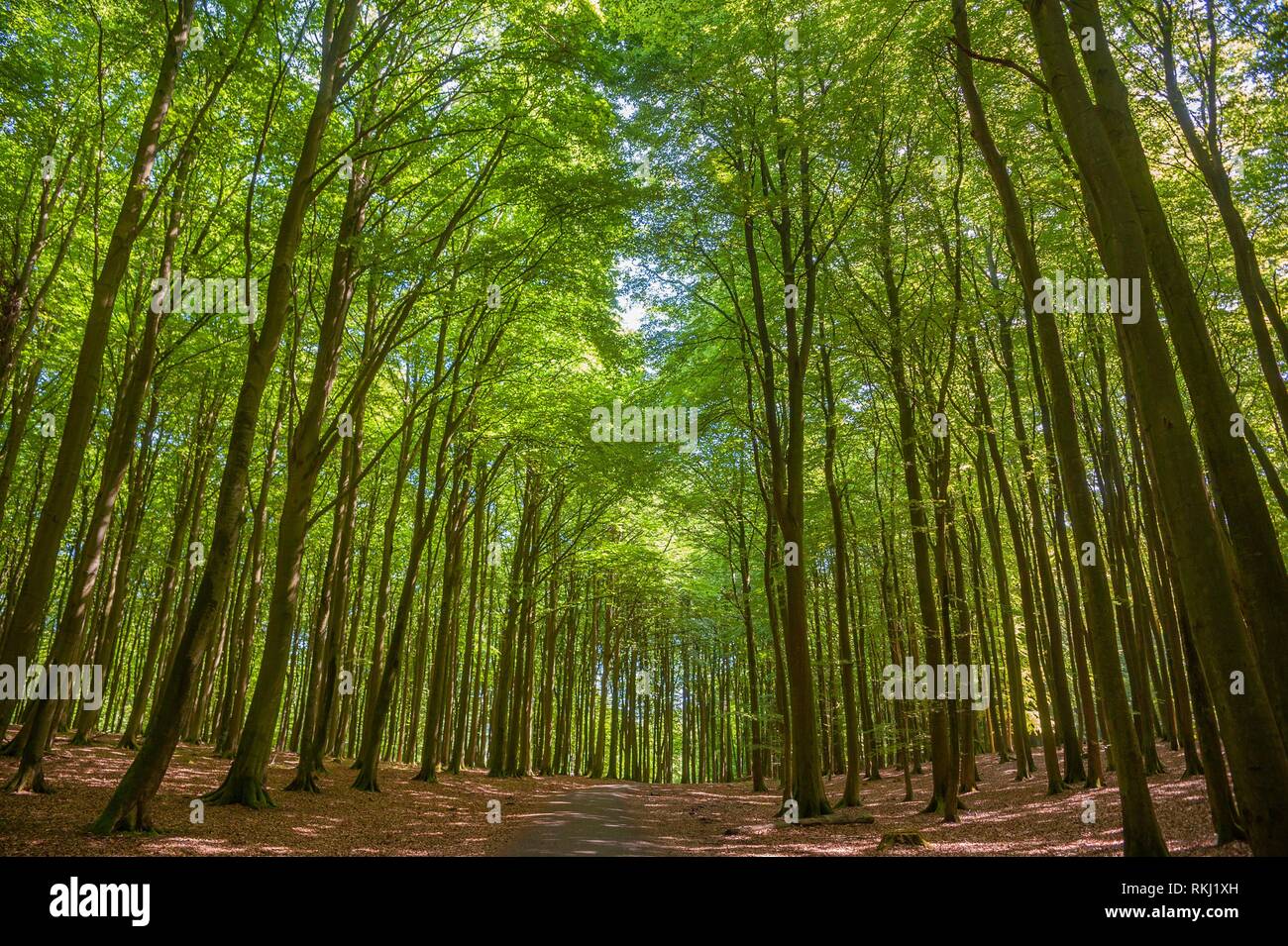 Beech forest in the National Park Jasmund, Sassnitz, Rügen, Mecklenburg-Vorpommern, Germany, Europe. Stock Photo