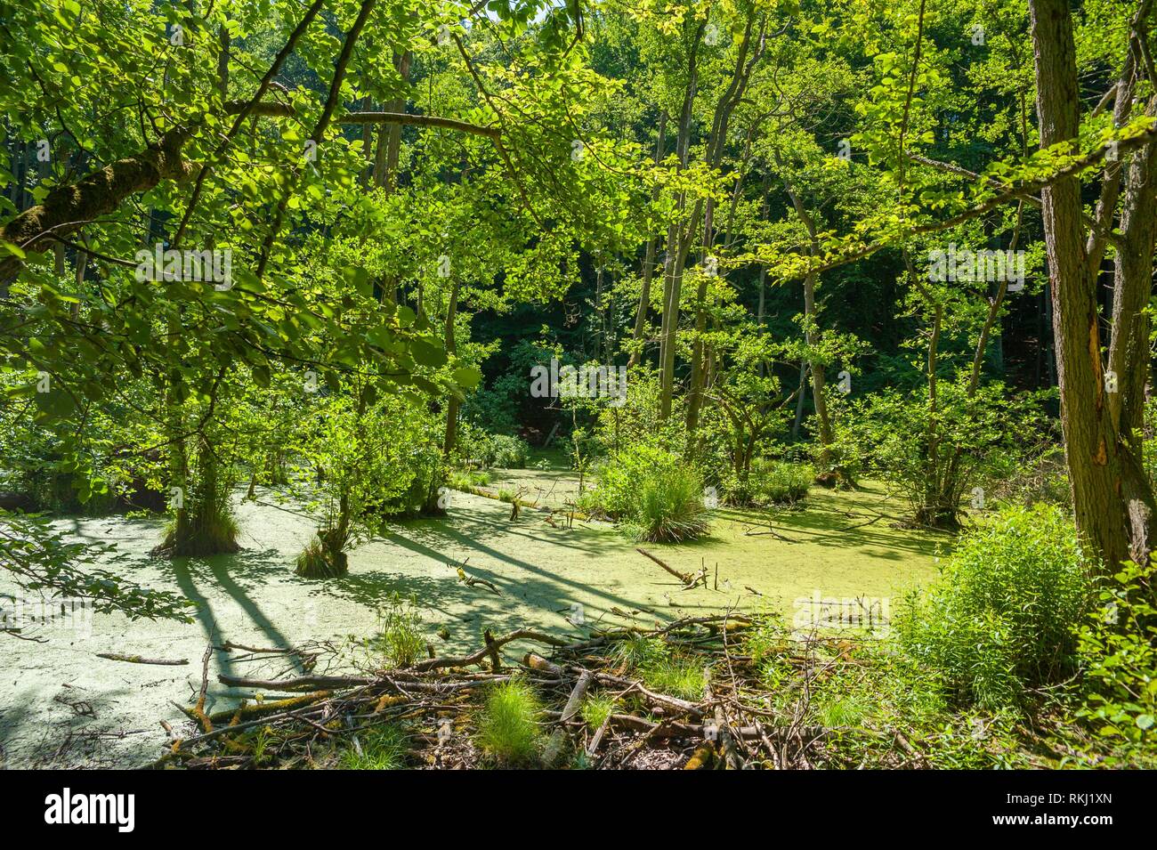 Moor in the beech forest of the National Park Jasmund, Sassnitz, Rügen, Mecklenburg-Vorpommern, Germany, Europe. Stock Photo