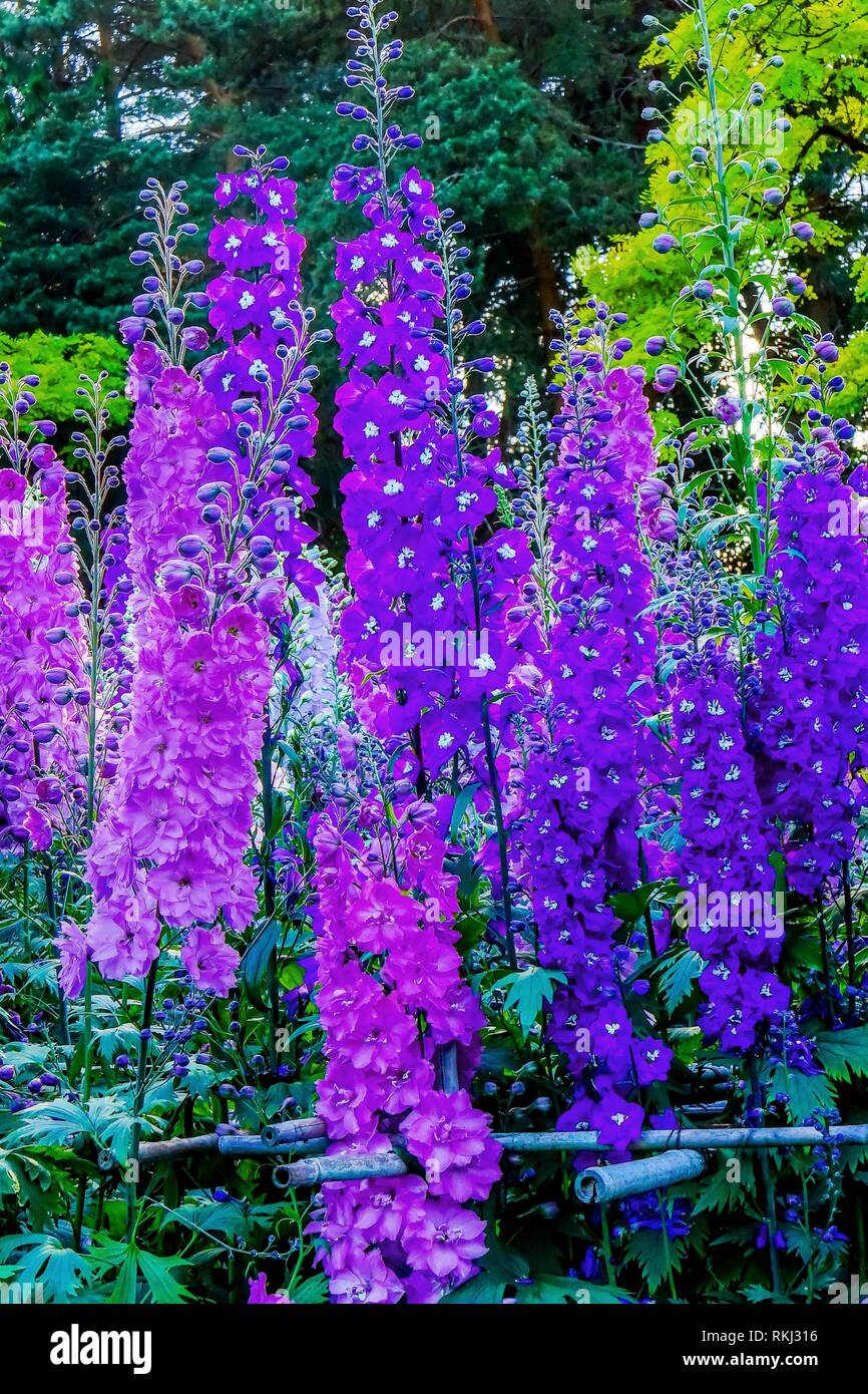 Blue White Purple Delphinium Larkspur Perennial Van Dusen Garden