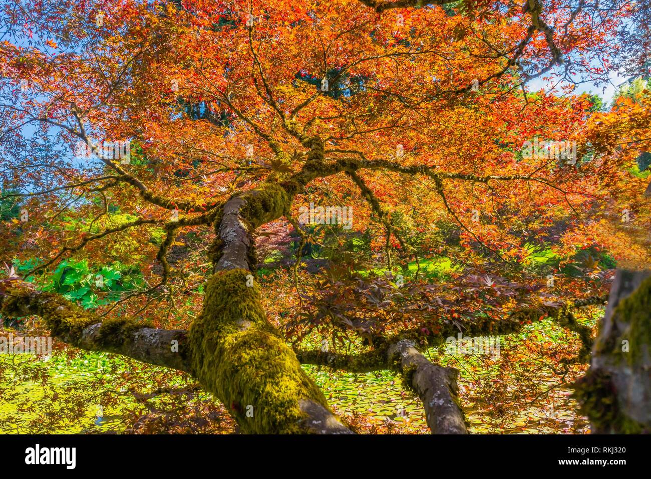 Red Orange Japanese Maple Trees Abstract Van Dusen Garden Vancouver