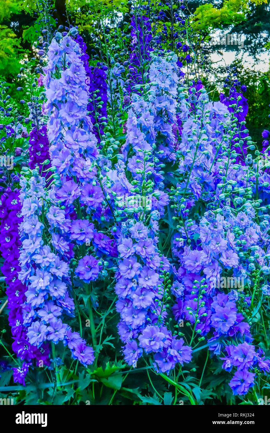 Blue White Delphinium Larkspur Perennial Van Dusen Garden Vancouver