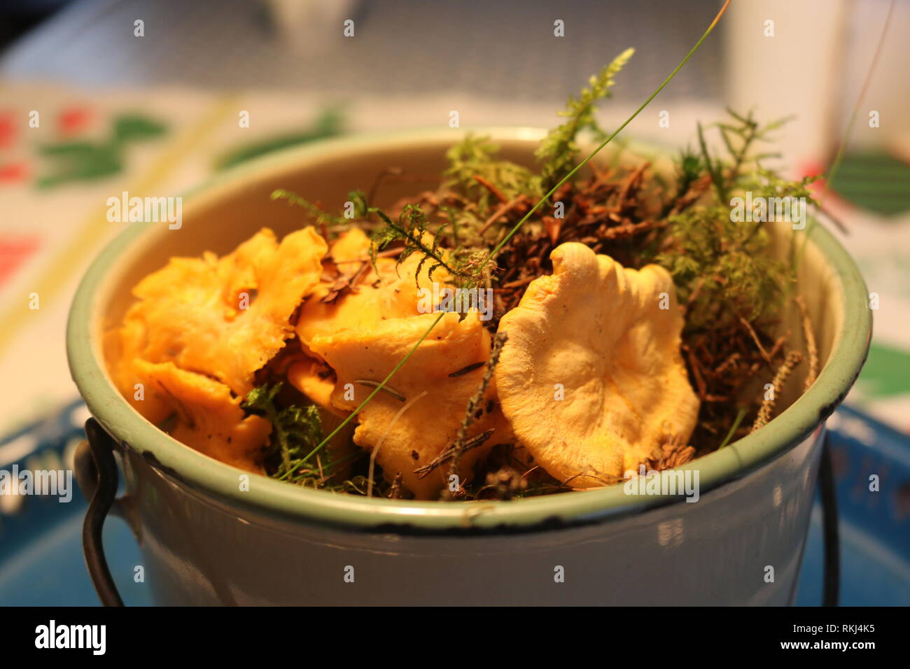Topf Pilze (Pfifferlinge) / Bucket Mushrooms (Chantarelle) / Kantareller Stock Photo