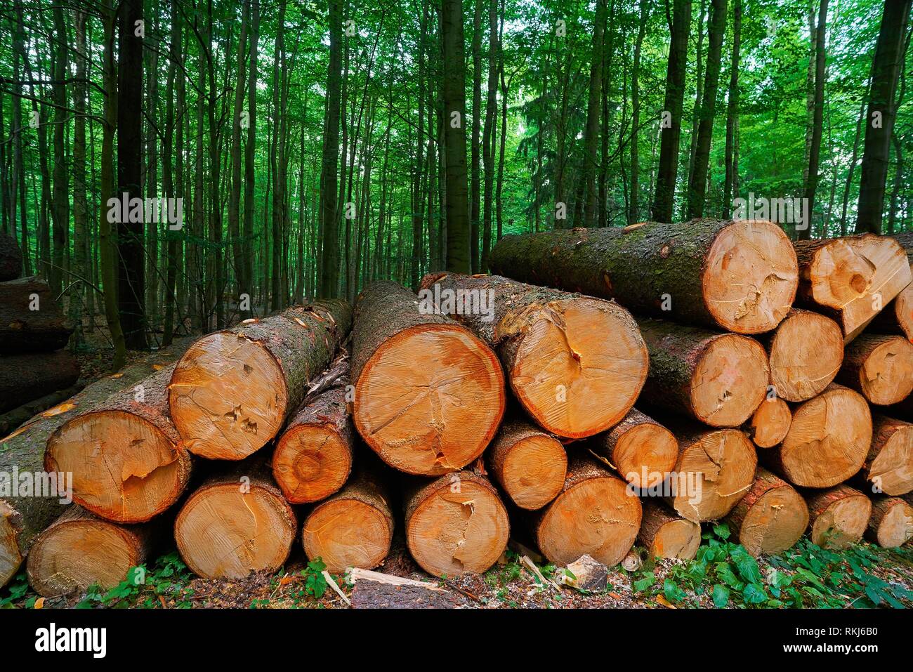Wooden logs timber stacked in Harz mountains of Germany. Stock Photo