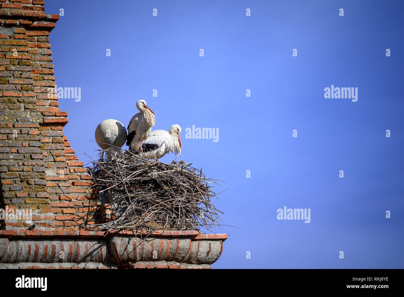 Storks in their nest in a tower in Segovia Spain Stock Photo