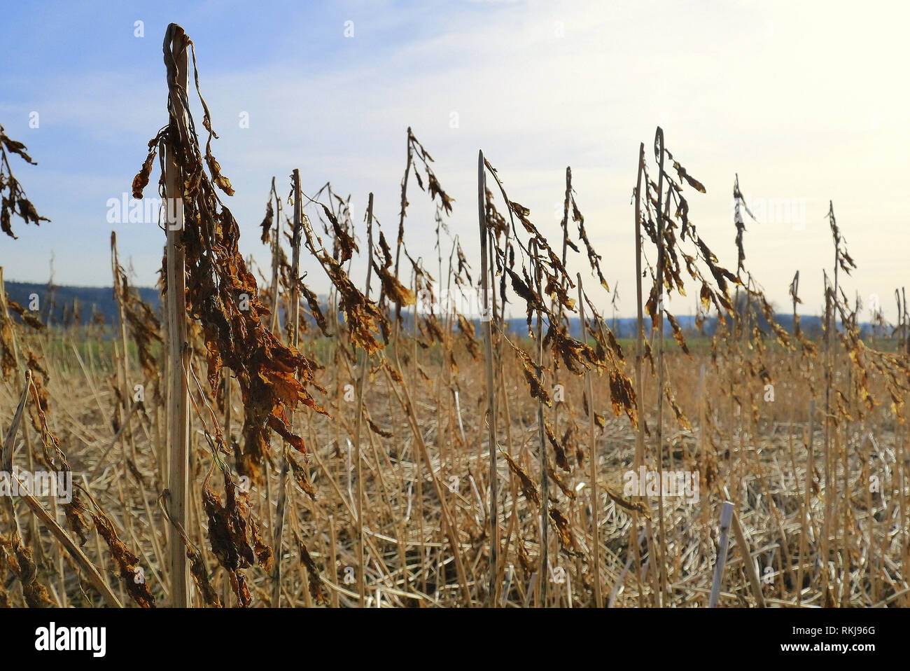 a field after harvesting Stock Photo - Alamy