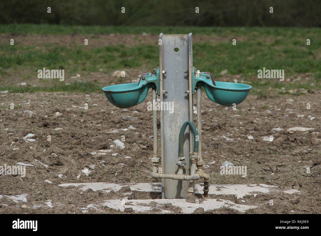 Automatic drinking tank for cattle Stock Photo Alamy