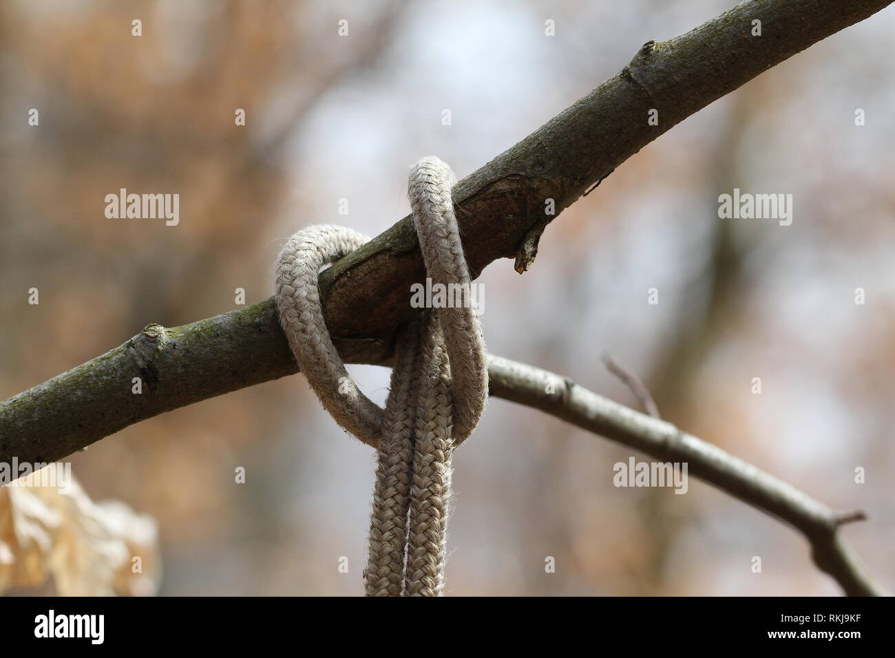 Rope tied in a tree Stock Photo - Alamy