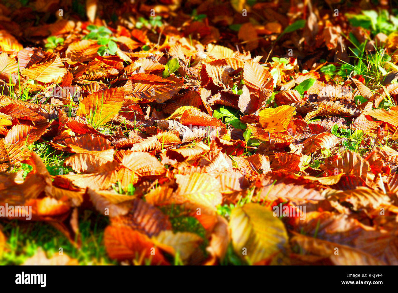 autumn leaves fallen on the ground Stock Photo - Alamy