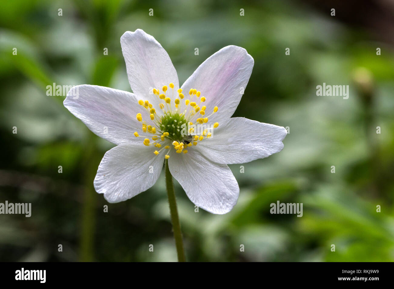 White wood anemone flowers, as a first sign of spring in the forest