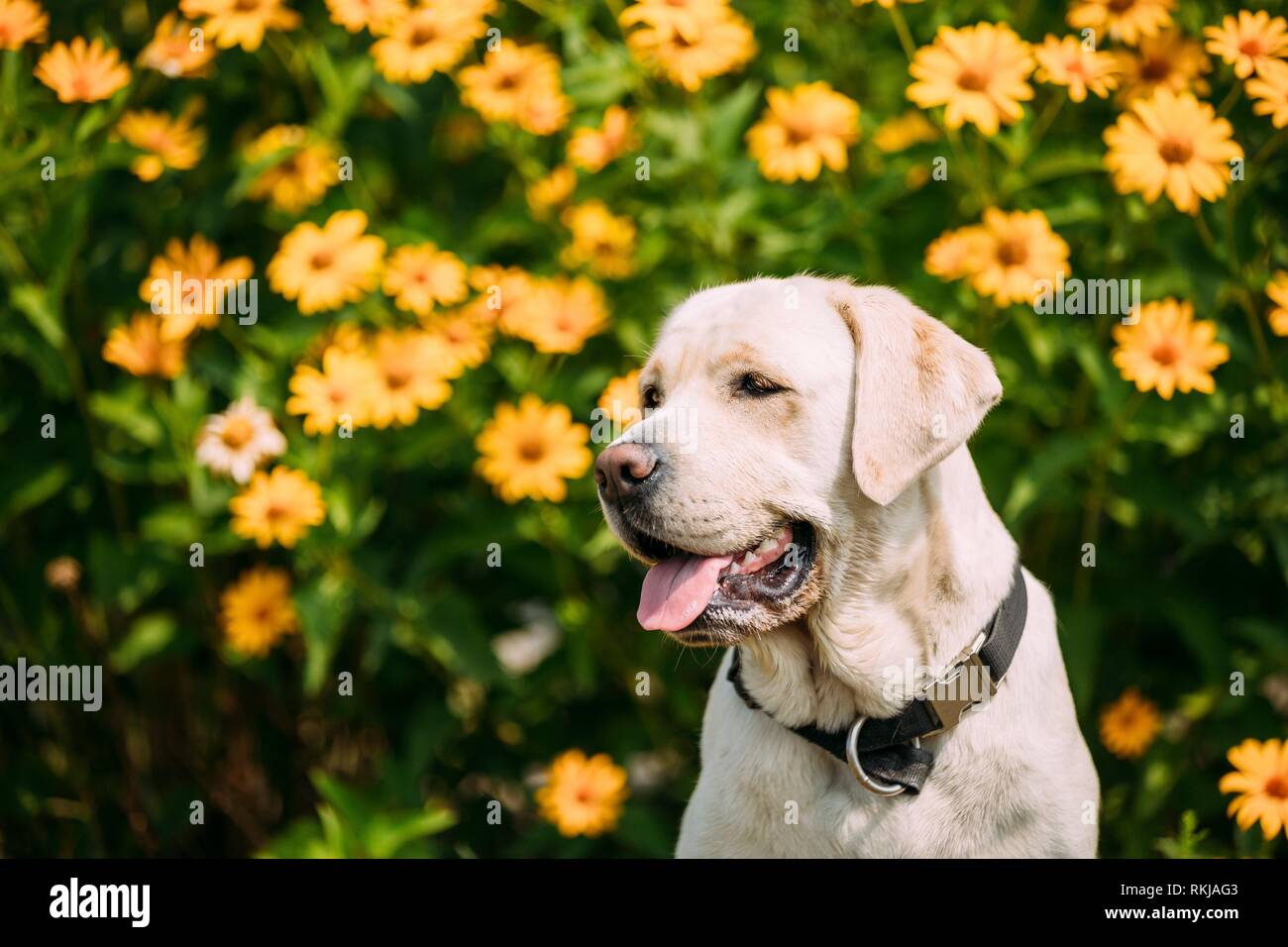 Close Up Smiling With Tongue, Staring Eyes Yellow Golden Labrador Adult Female Dog Sitting Posing On The Trimmed Lawn Of Garden. The Bright Yellow Stock Photo