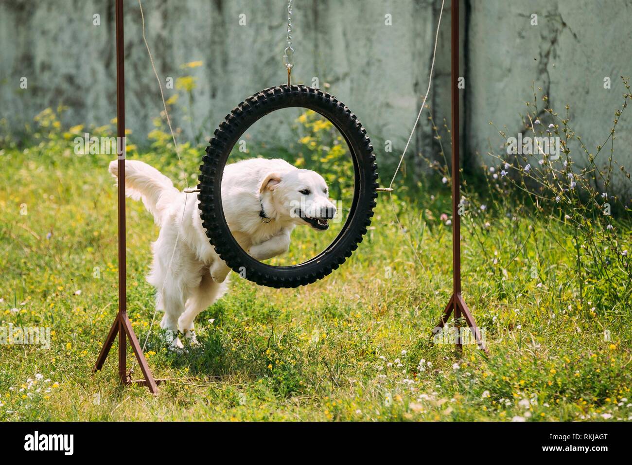Dog jump through hoop hires stock photography and images Alamy
