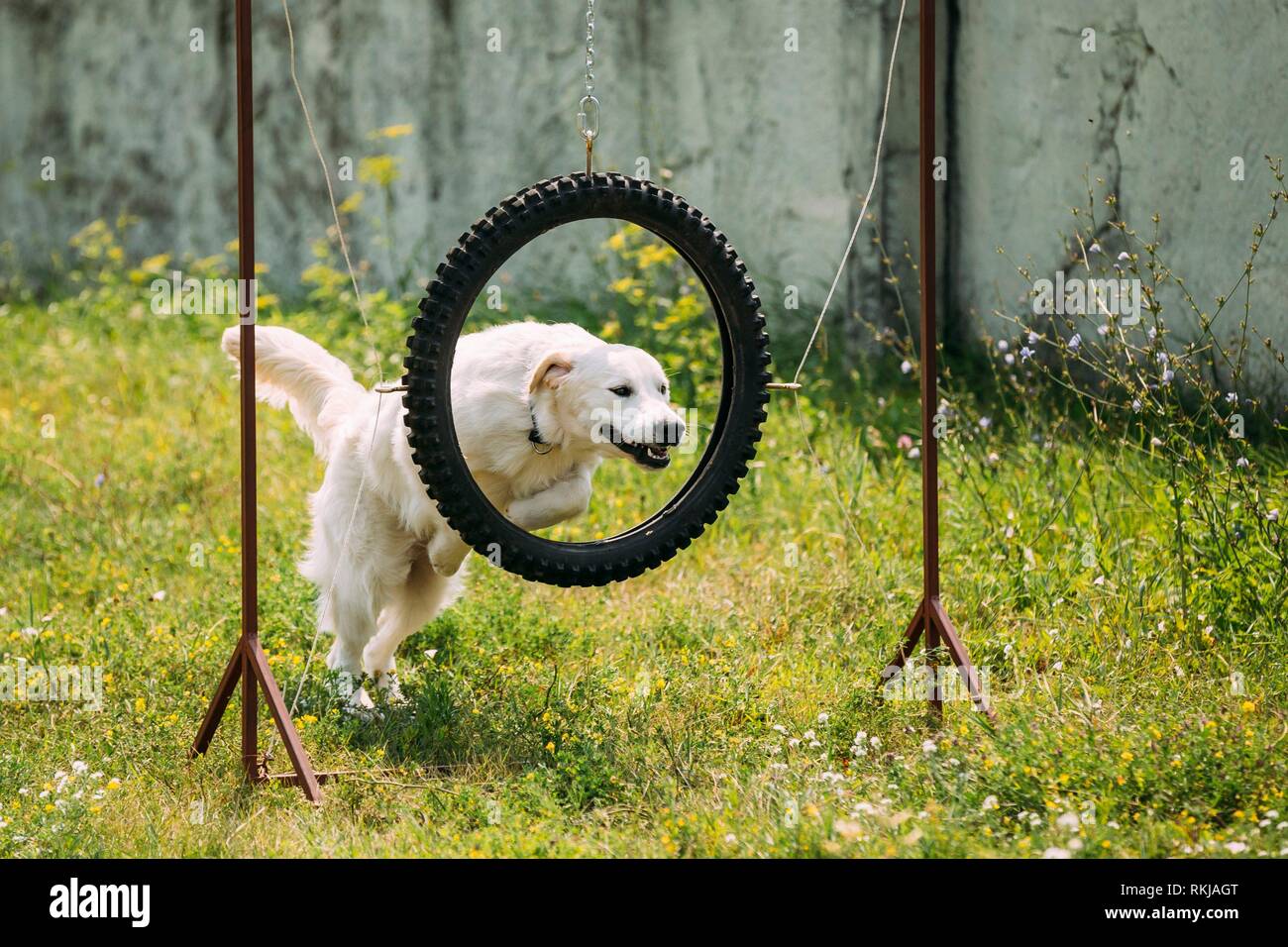 Yellow lab jumping into water hi-res stock photography and images - Alamy