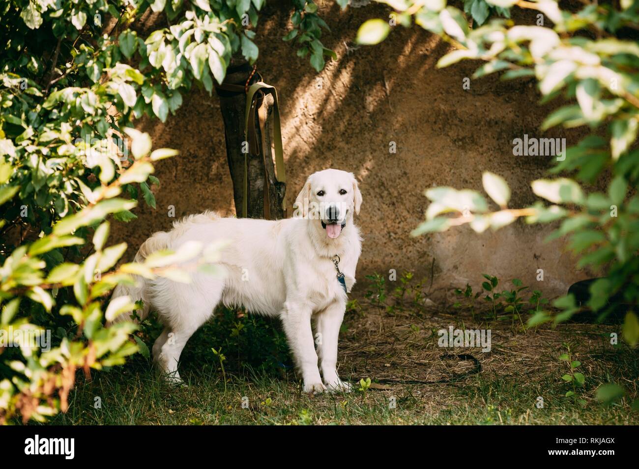 Yellow Golden Labrador Retriever Dog With Half Open Jaws Mouth, Tongue
