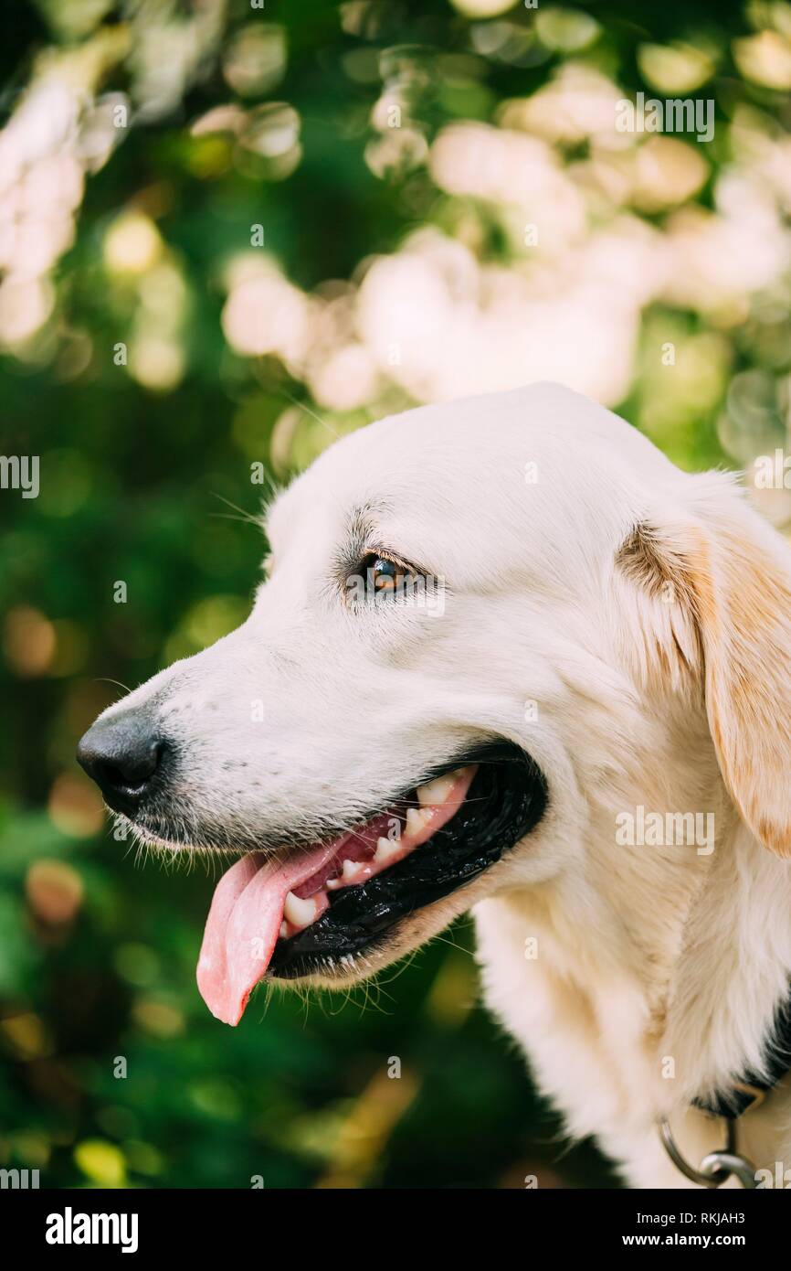 The Portrait Of Staring Head Muzzle In Profile Of Yellow Golden Labrador Retriever Dog Or St John S Water Dog With Ajar Jaws Tongue Boke Bokeh Stock Photo Alamy