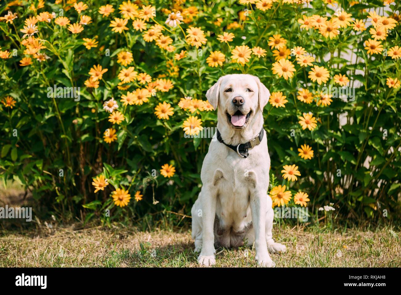 Smiling With Tongue, Staring Eyes Yellow Golden Labrador Adult Female Dog Sitting Posing On The Trimmed Lawn Of Garden. The Bright Yellow Flowers Stock Photo