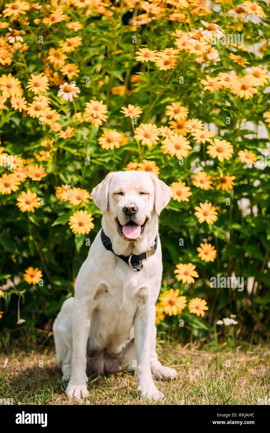 Smiling Yellow Golden Labrador Adult Female Dog With Closed Eyes In Sitting Pose On The Trimmed Lawn Of Garden. The Bright Yellow Flowers Background. Stock Photo