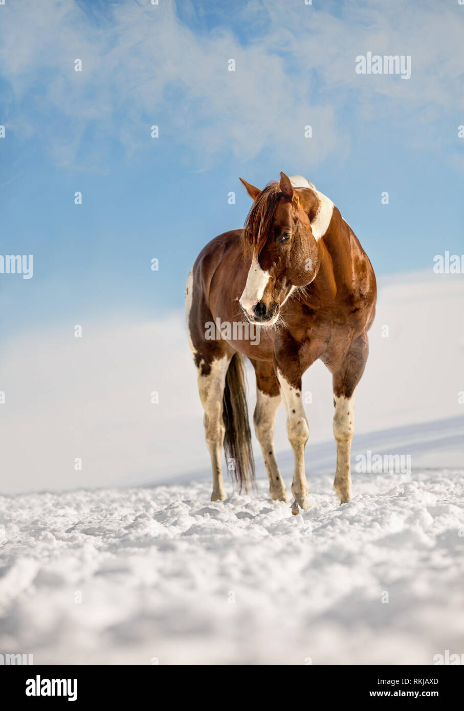 Fantastic DJ Valentine horse in sunny day in winter. Czech Republic Stock Photo