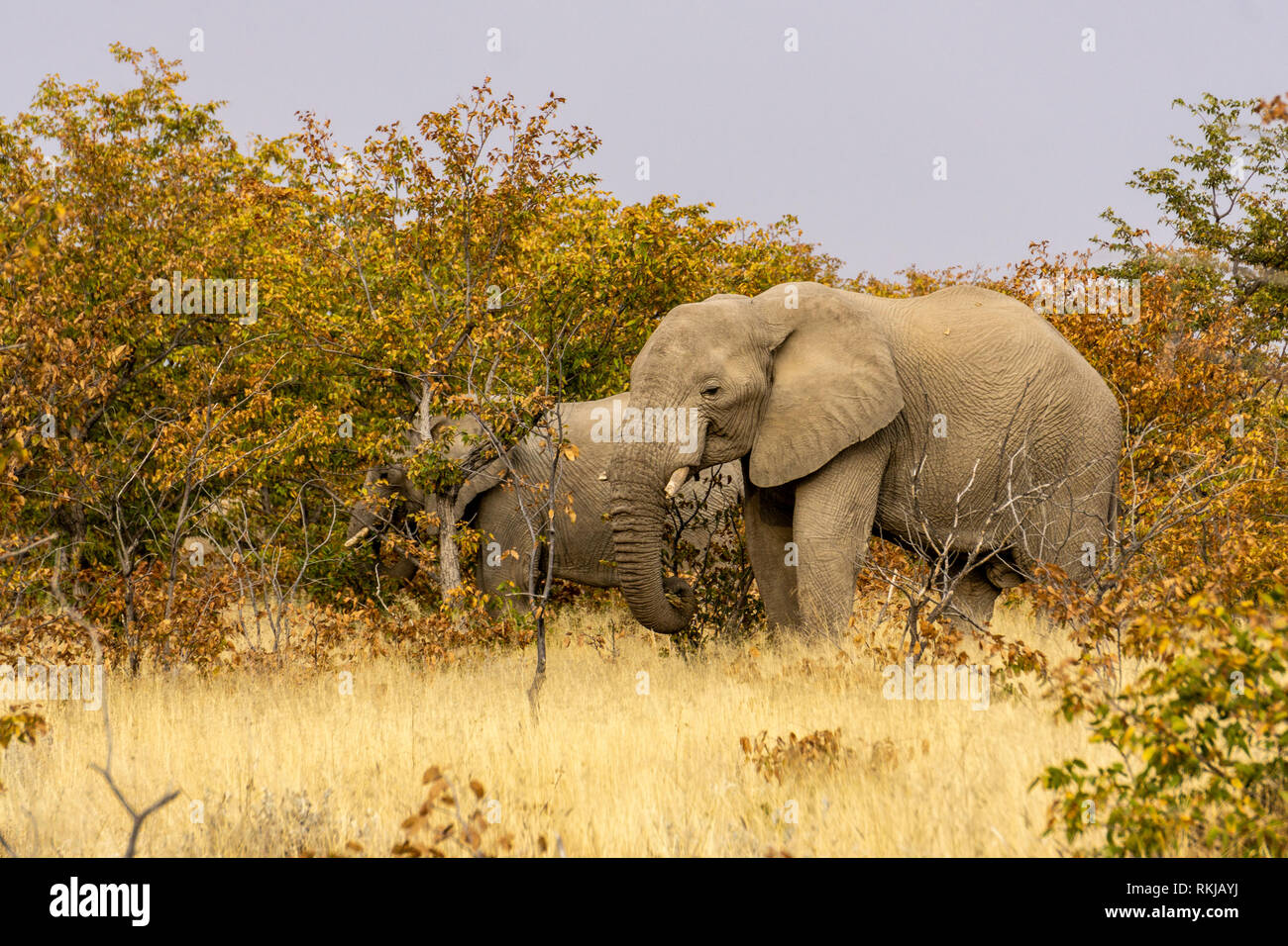elephants eat grass trees etosha eating Stock Photo Alamy
