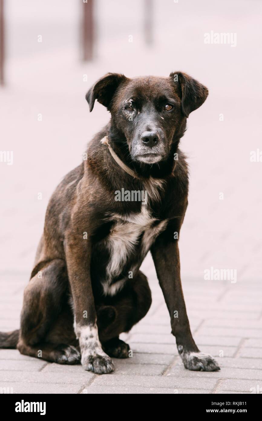 Black Medium Size Mixed Breed Homeless Dog Sit Outdoor On Street