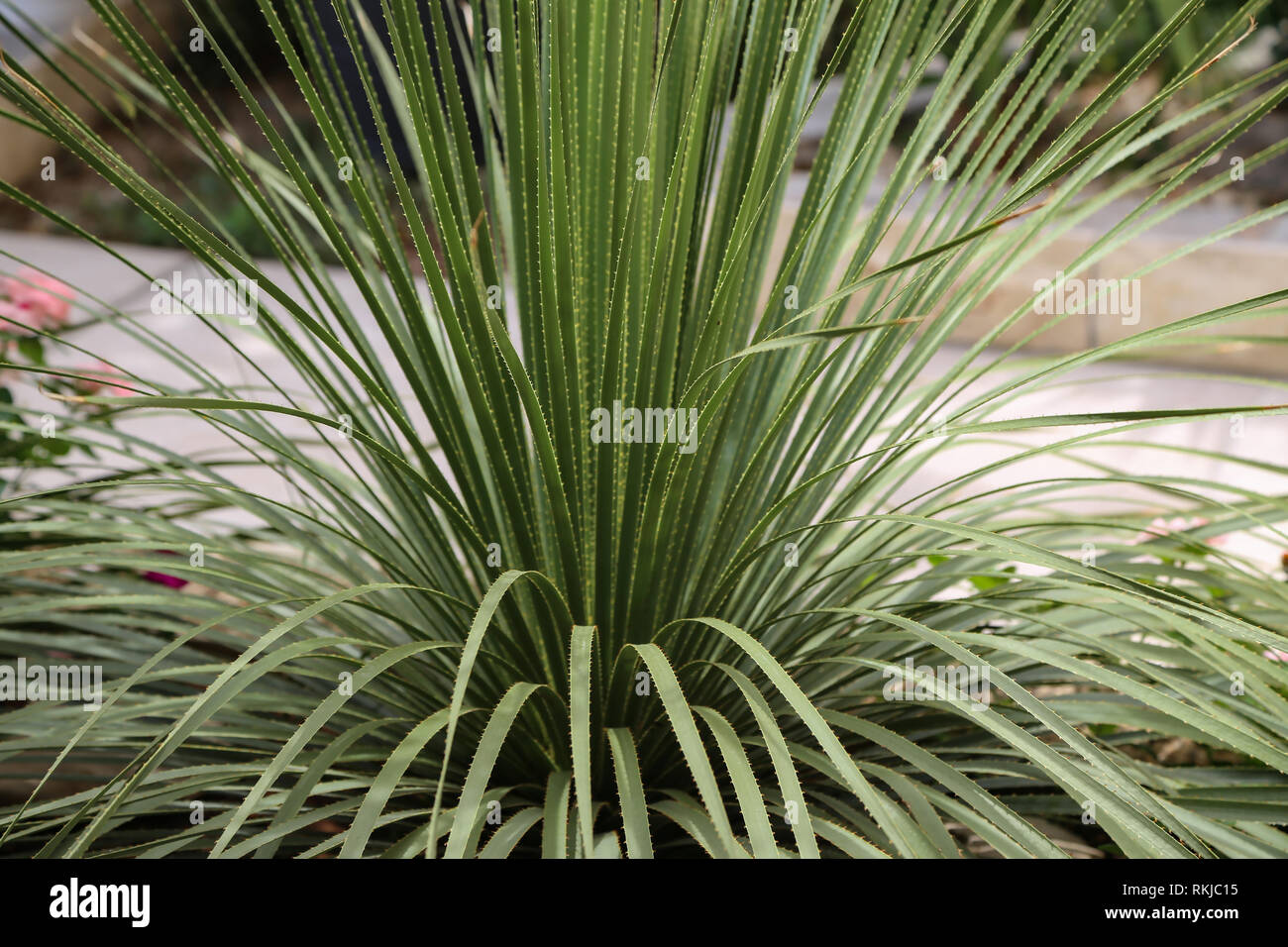 Dasylirion wheeleri. Desert Mexican plant with spiked long leaves. Stock Photo