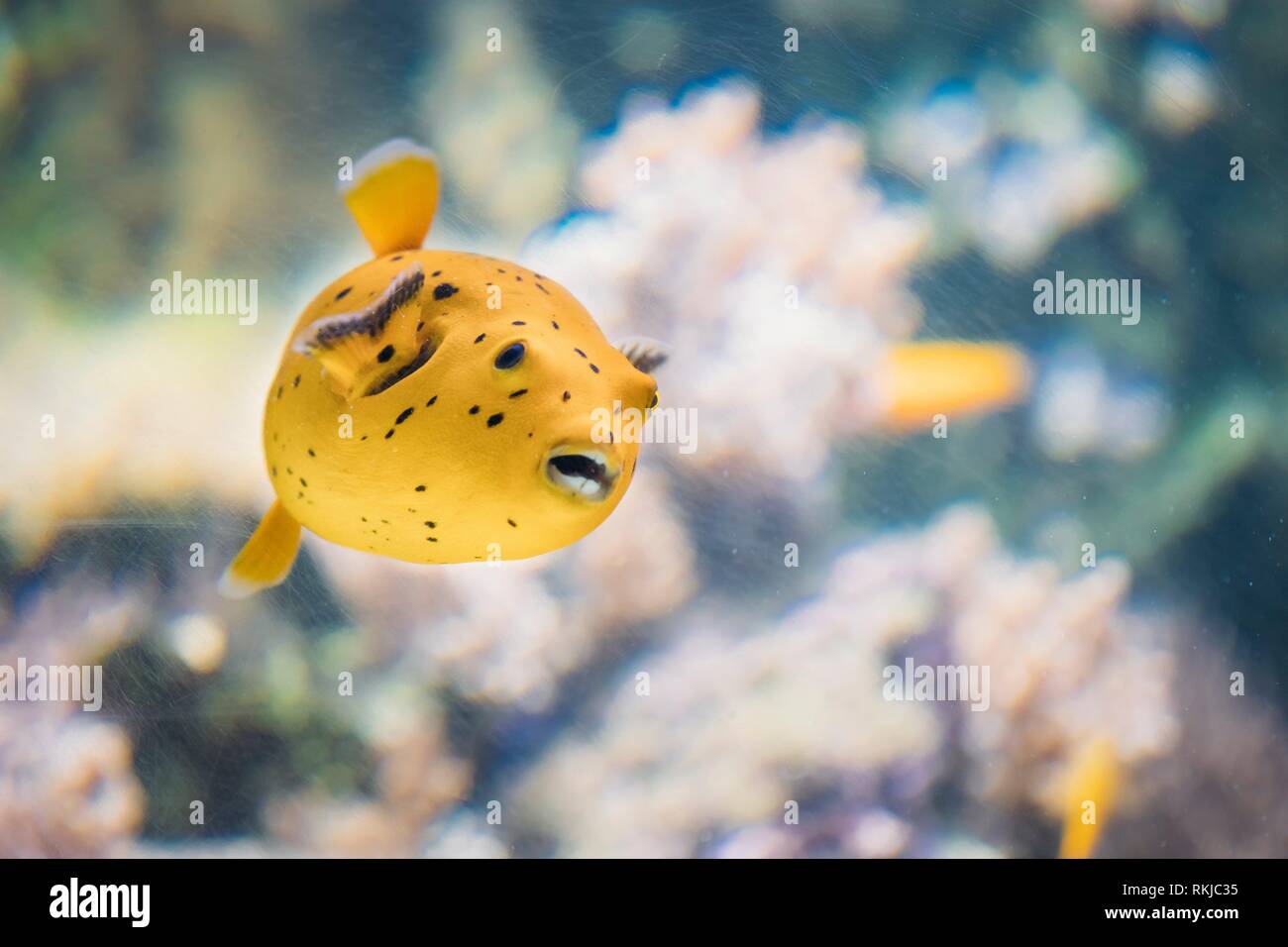Blackspotted puffer fish dog faced puffer hires stock photography and images Alamy
