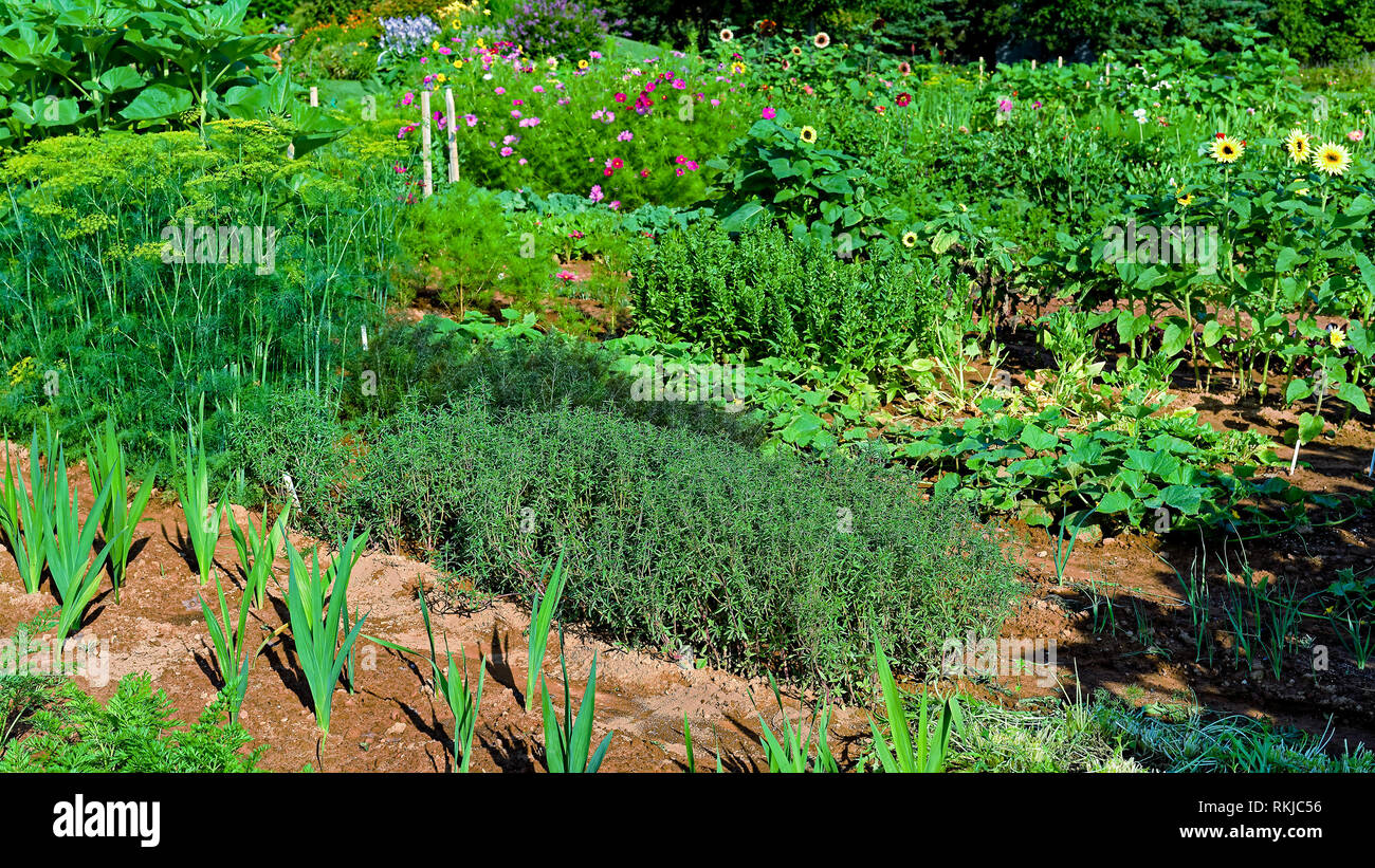 A well maintained vegetable and cut flower garden Stock Photo Alamy