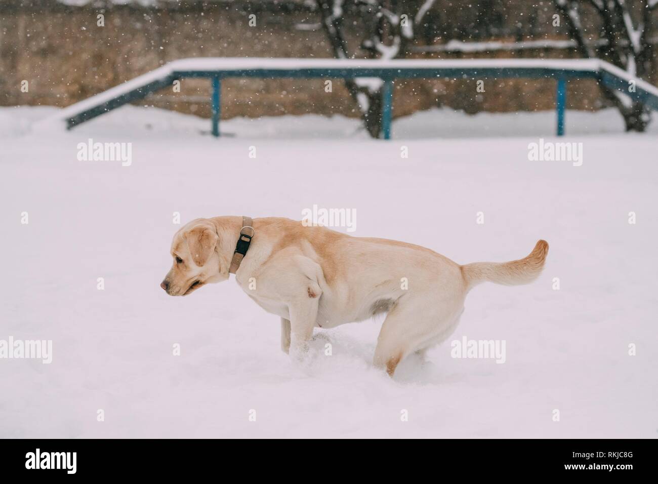 Funny Crazy Dog Rages On Snow Stock Photo 1243032625