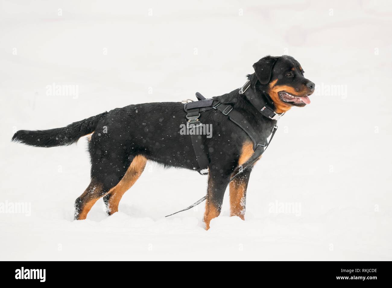 Black Rottweiler Metzgerhund Dog During Training. Winter Season Stock
