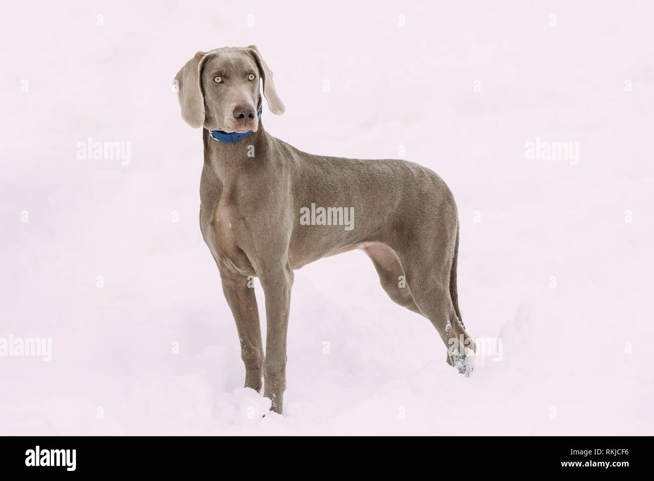 Beautiful Weimaraner Dog Standing In Snow At Winter Day. Large Dog Breds For Hunting. The Weimaraner Is An All-purpose Gun Dog. Stock Photo
