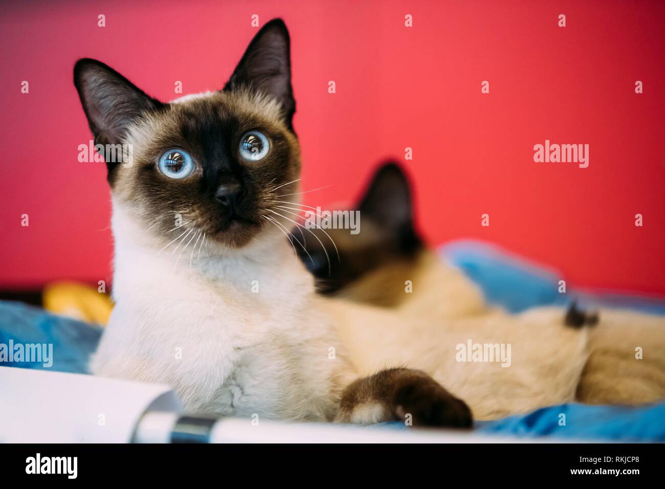 Close Up Portrait Of Mekong Bobtail Cat Kitten At Blurred Red Background Stock Photo Alamy