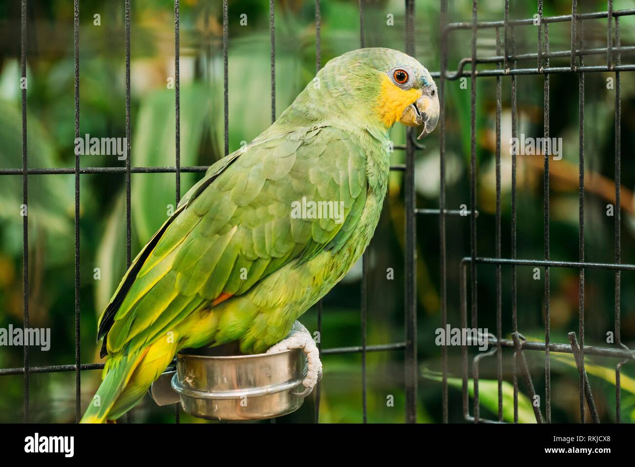 The Orange-winged Amazon Or Amazona Amazonica, Also Known Locally As  Orange-winged Parrot And Loro Guaro, Is A Large Amazon Parrot. Wild Bird In  Cage Stock Photo - Alamy