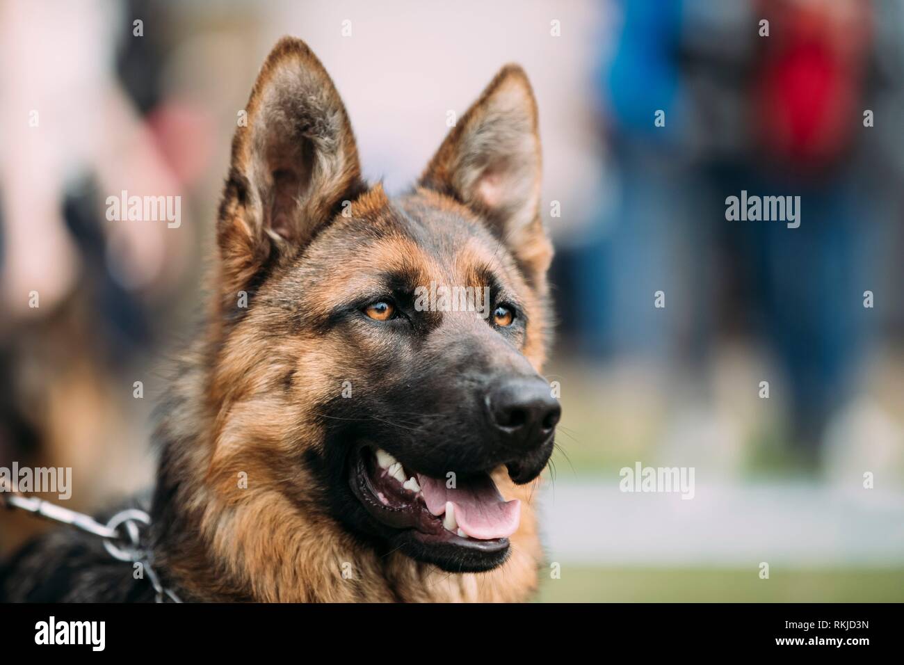 alsatian wolf