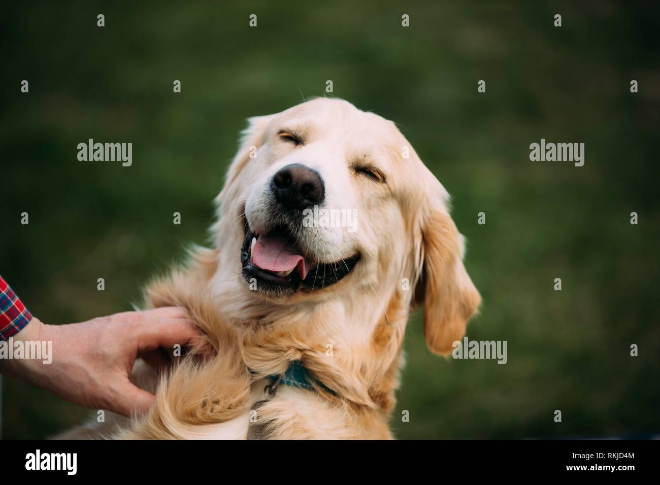 Close View Of Funny Young Happy Labrador Retriever. Smiling Dog Stock Photo  - Alamy