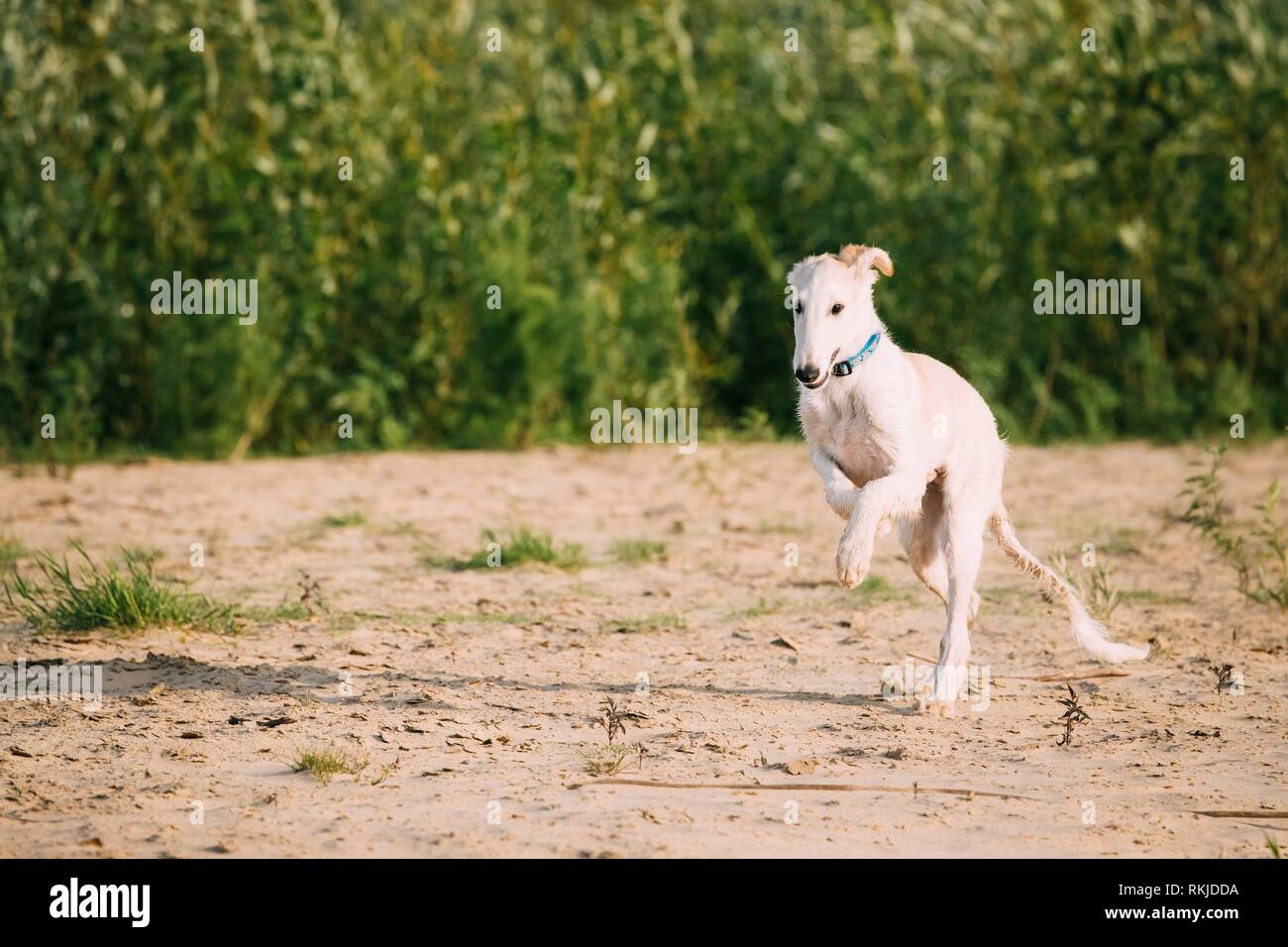 Running Puppy Of Russian Wolfhound Hunting Sighthound Russkaya Psovaya Borzaya Dog Outdoors. Stock Photo