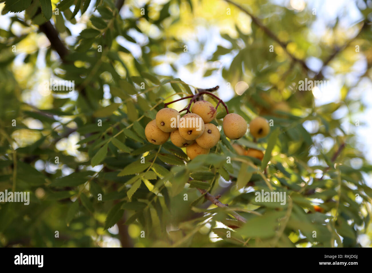 The fruits of Sorbus domestica, the so called Service-tree, from the family Rosaceae Stock Photo