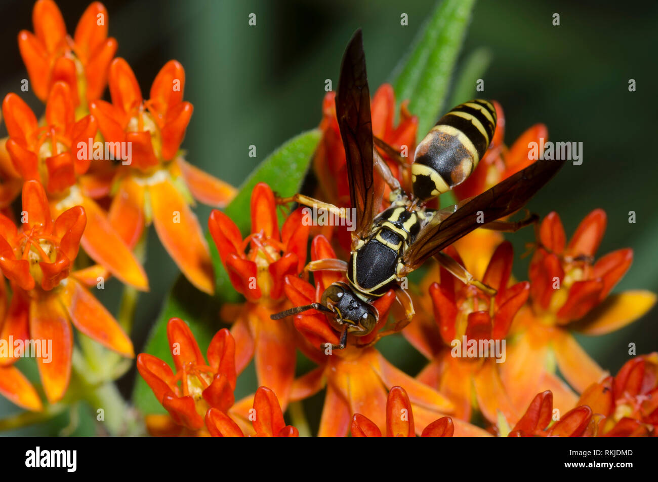 Northern Paper Wasp, Polistes fuscatus, on orange milkweed, Asclepias tuberosa Stock Photo
