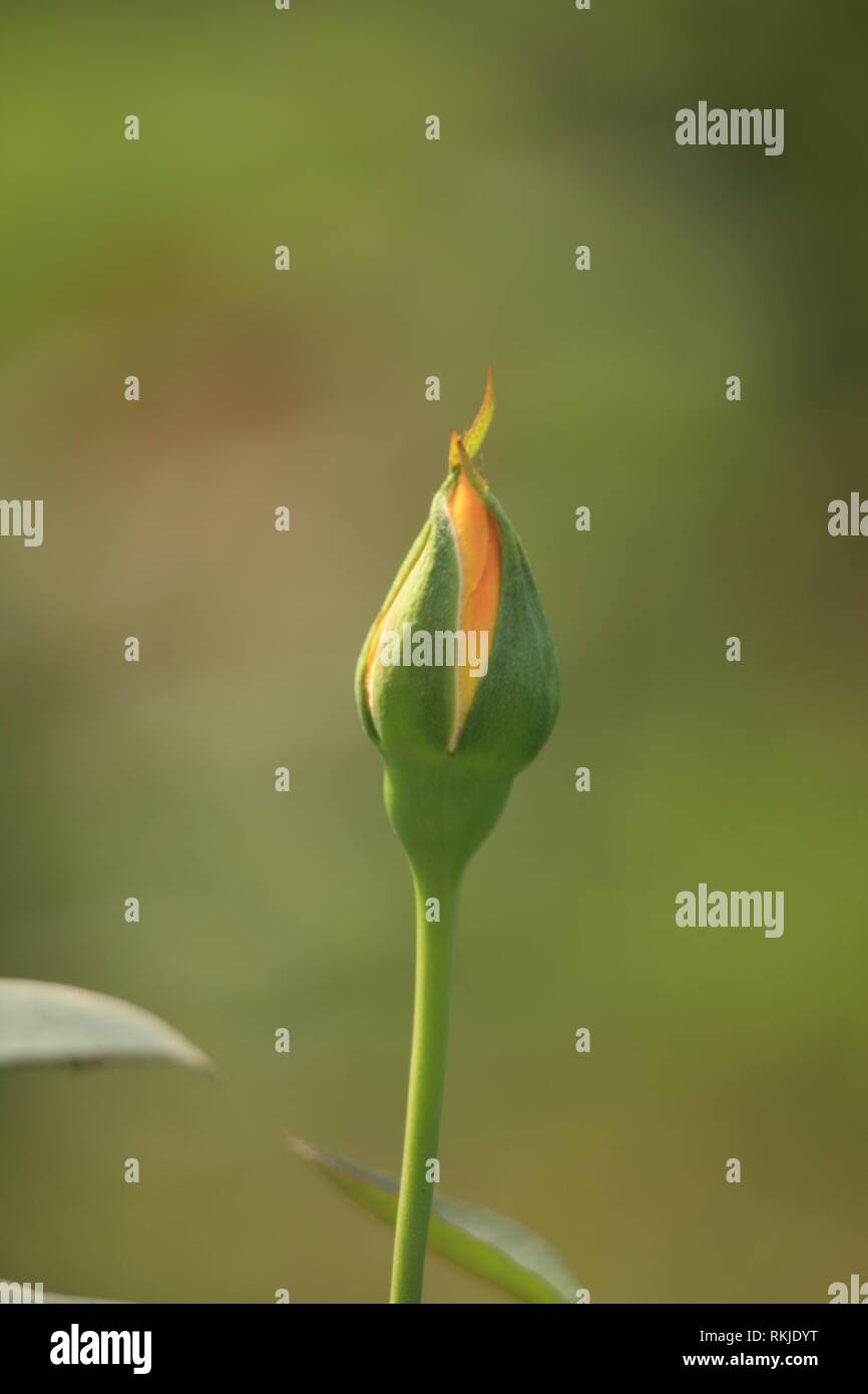 Yellow Rose Flower Bud at Rose Garden Stock Photo Alamy